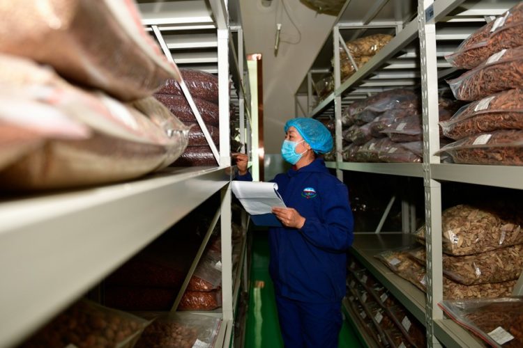 A medical worker chooses medicinal materials at the provincial hospital of Tibetan medicine in Xining, northwest China's Qinghai Province, Feb. 26, 2020. (Xinhua/Zhang Long)