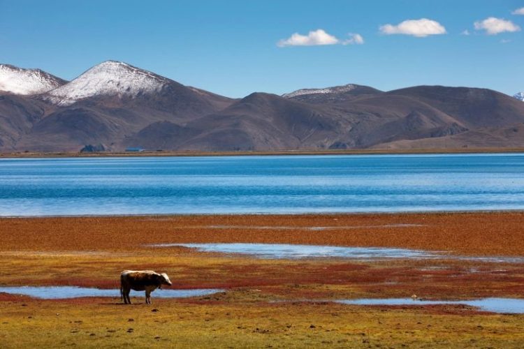 A study predicts significant expansion of Tibetan Plateau lakes by 2100 due to climate change, leading to major land loss and necessitating urgent environmental and economic adaptation strategies.