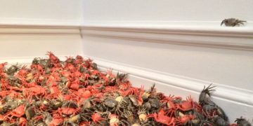 ‘He Xie’ (River Crabs) by Ai Weiwei. Image credit Ross Holder.