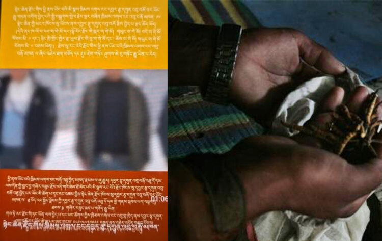 དབྱར་རྩ་དང་འབྲེལ་ནས་མི་ཞིག་ལ་ལོ་གཅིག་དང་ཕྱེད་ཀའི་བཙོན་འཇུག་དང་མི་བཅུ་དྲུག་འཛིན་བཟུང་བྱས།