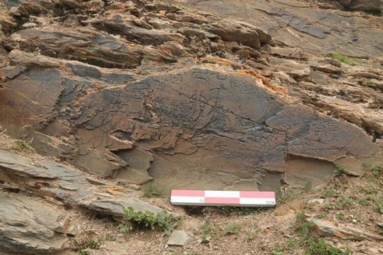 It was found at a site 4,300 metres (14,000 feet) above sea level near Gyaring Lake near the source of the Yellow River. 
Photo: SCMP