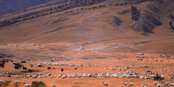 Tsadha County Nomad in haixi mongolian and Tibetan autonomous prefecture, Qinghai province
