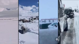 བོད་མངའ་རིས་ས་ཁུལ་ཡོངས་སུ་གངས་ཀྱི་གནོད་སྐྱོན་ཐེབས།
